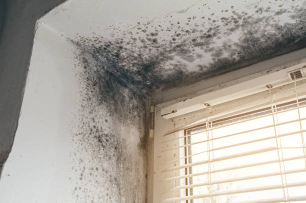 Affordable Mold Cleanup solutions in Mound, MN